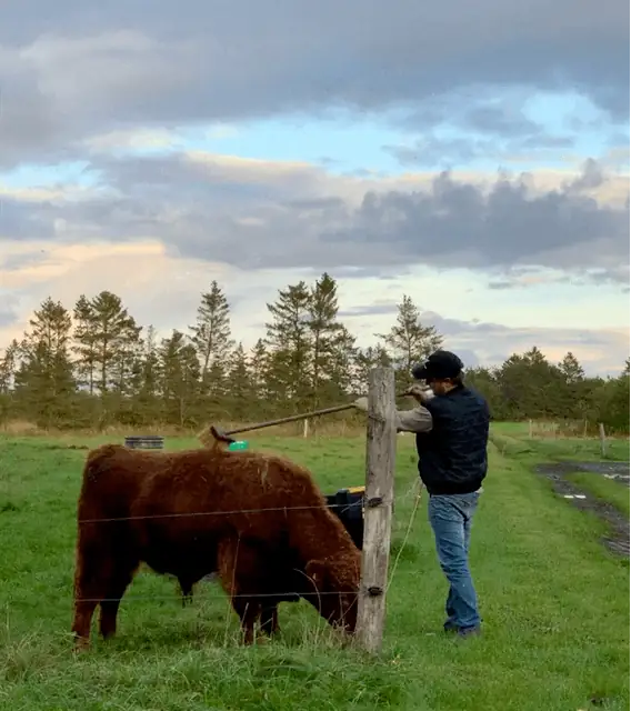 Ko der klør sig i folden