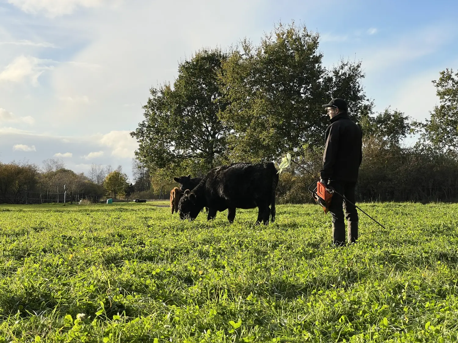 Landmand sammen med kvæg i folden