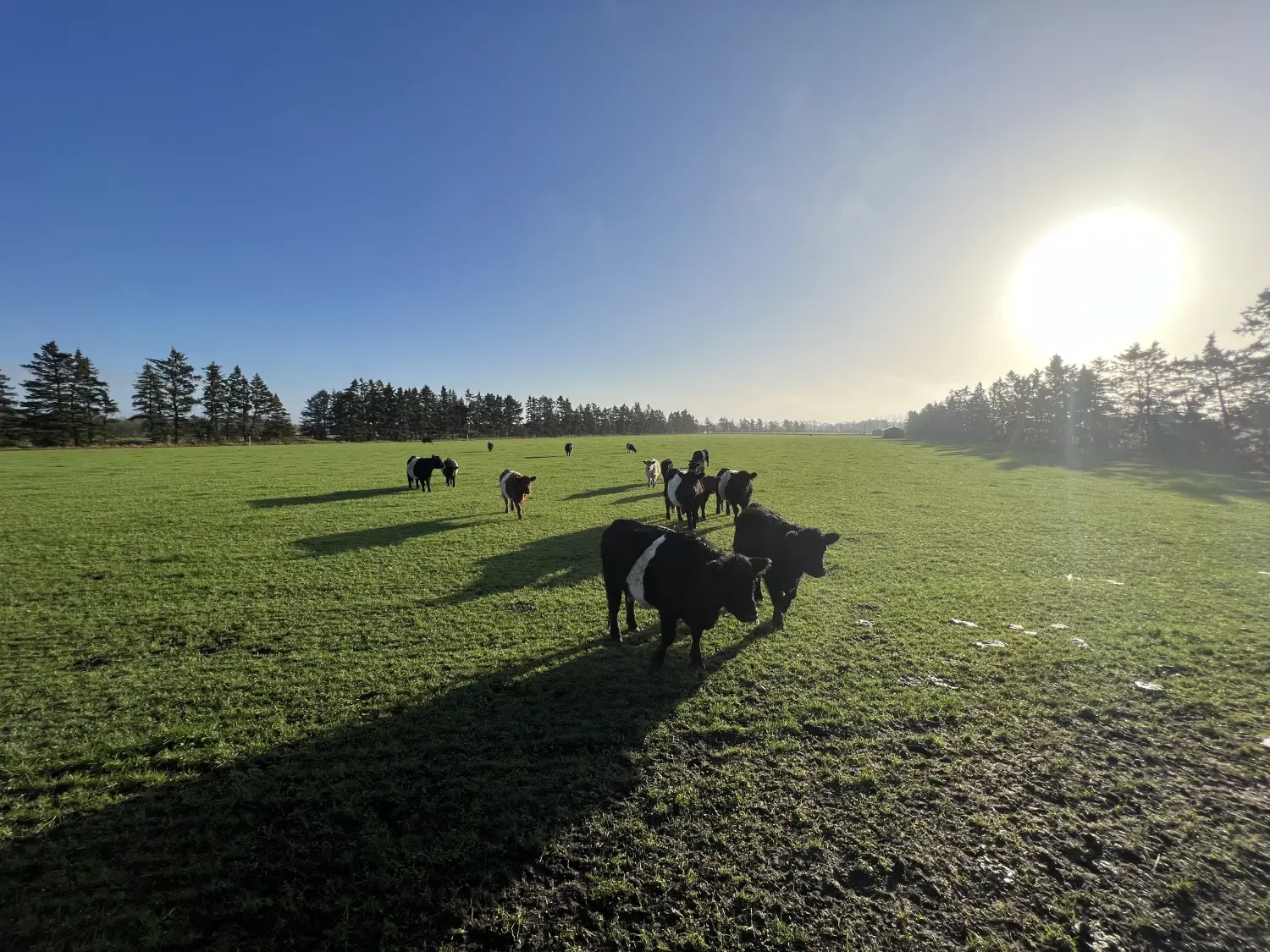 Galloway-kvæg på marken ved Laasbækgaard