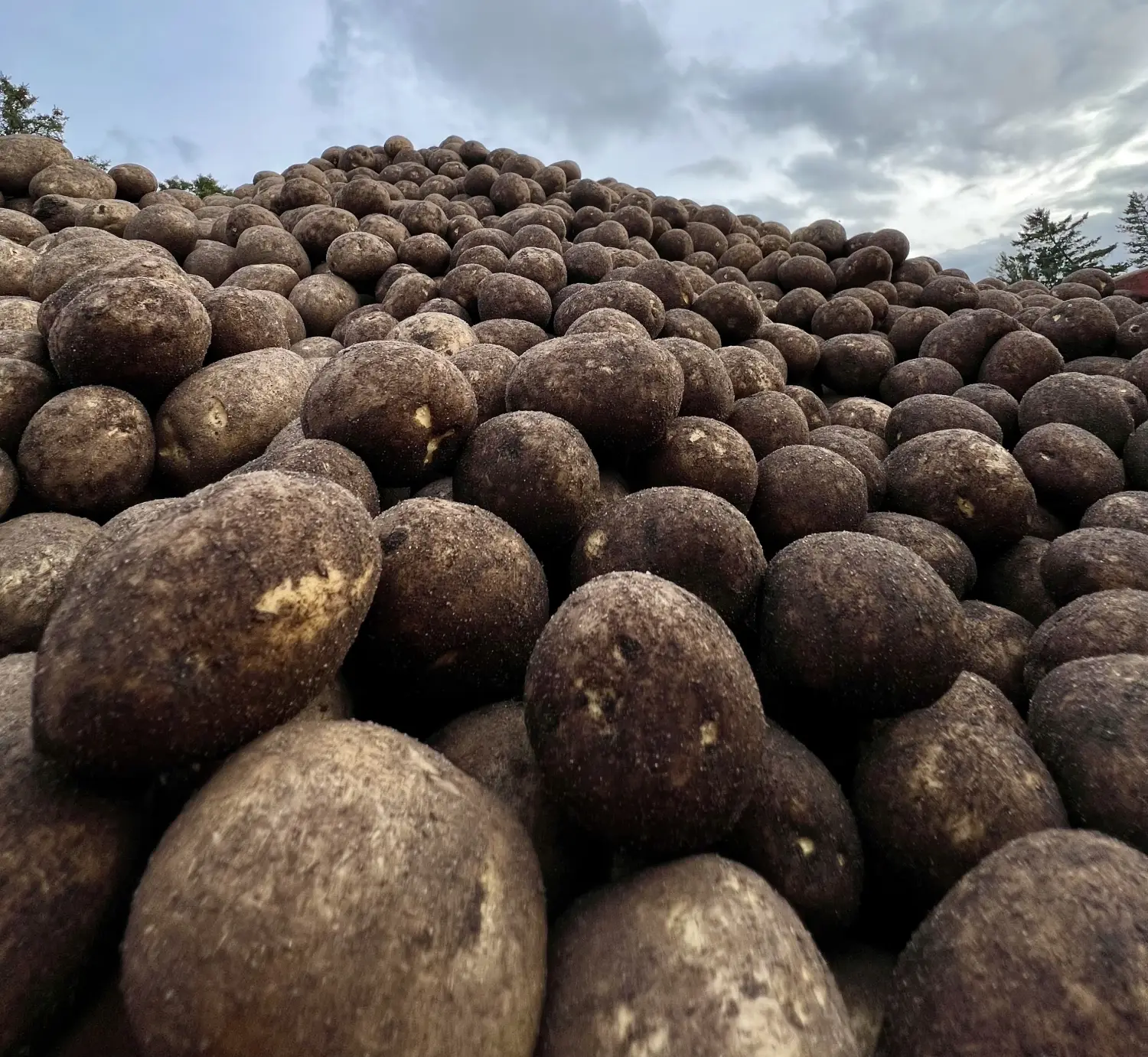 Kartoffelhøst på marken ved Laasbækgaard