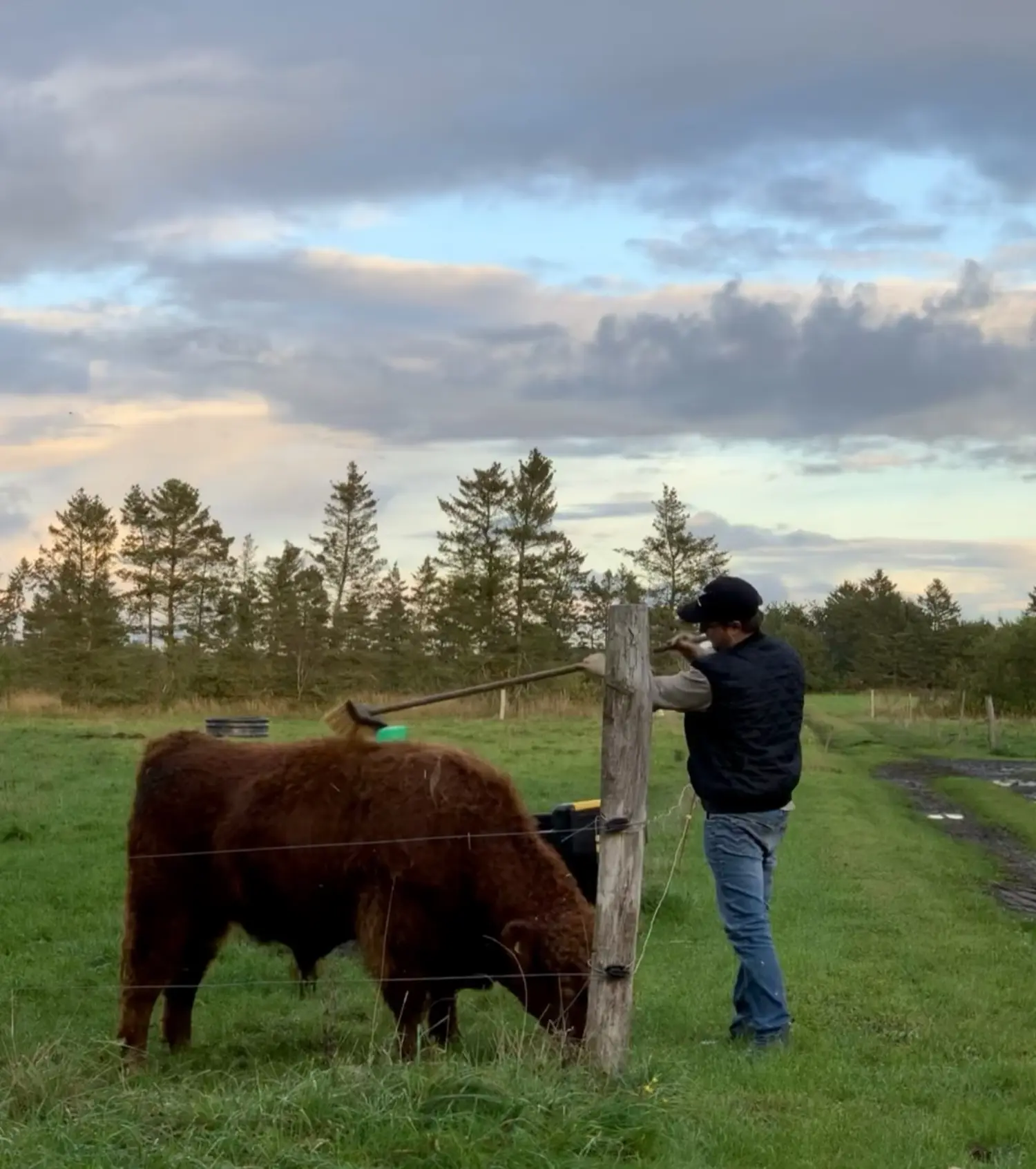 Ko tæt på i rolige omgivelser